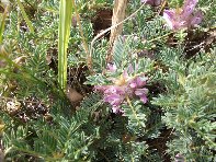 Monti_Sartorius - Astragalus_siculus_20100606 011.jpg